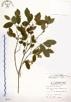 灰木藏品圖，第1張