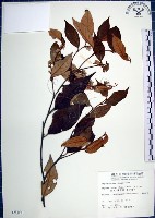 紅皮、葉下白、赤仔尾藏品圖，第1張