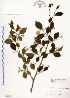 烏皮九芎、奮起湖野茉莉藏品圖，第1張