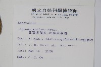 巴西番荔枝藏品圖，第2張