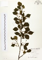 烏皮九芎、奮起湖野茉莉藏品圖，第1張