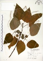 構樹藏品圖，第1張