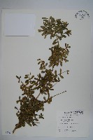 華南黃楊，雀舌黃楊，匙葉黃楊藏品圖，第1張