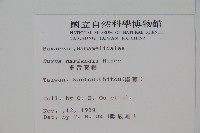 華南黃楊，雀舌黃楊，匙葉黃楊藏品圖，第2張