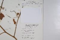 毛瓣蝴蝶木藏品圖，第2張