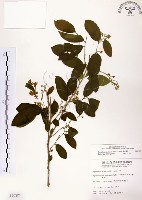 灰木藏品圖，第1張