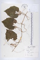 青牛膽藏品圖，第1張