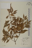 福建賽衛矛、福建假衛矛藏品圖，第1張