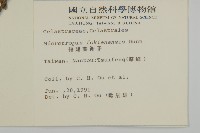 福建賽衛矛、福建假衛矛藏品圖，第2張