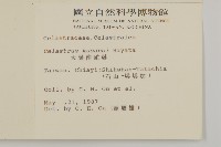 大葉南蛇藤藏品圖，第2張