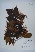 大屯尖葉槭, 川上氏槭藏品圖，第1張