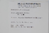 大屯尖葉槭, 川上氏槭藏品圖，第2張