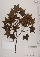 青楓藏品圖，第1張