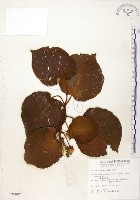 臺灣羊桃藏品圖，第1張