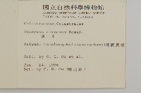 厚葉衛矛, 源一木藏品圖，第2張