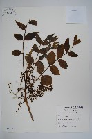 野漆樹藏品圖，第1張