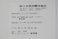 野漆樹藏品圖，第2張