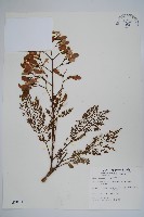 藍花楹藏品圖，第1張