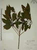 鈍齒鼠李藏品圖，第1張