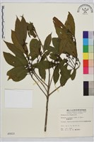 鈍齒鼠李藏品圖，第2張