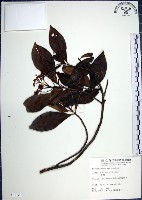 樹杞藏品圖，第1張