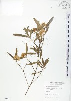 車桑子藏品圖，第1張