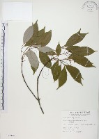樟葉槭, 飛蛾子樹藏品圖，第1張
