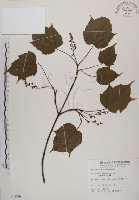 臺灣紅榨槭藏品圖，第1張