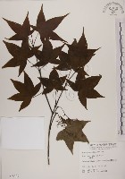 青楓藏品圖，第1張