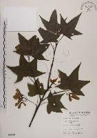 青楓藏品圖，第1張