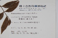 黃連木、爛心木藏品圖，第2張