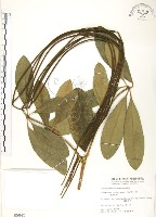 黑板樹藏品圖，第1張