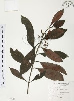 九節木、牛屎烏、青龍吐霧藏品圖，第1張