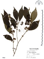 杜虹花，台灣紫珠藏品圖，第1張