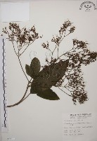 大青藏品圖，第1張