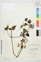 巴氏鐵線蓮藏品圖，第2張