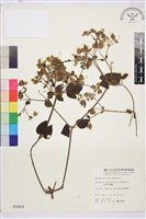 巴氏鐵線蓮藏品圖，第1張