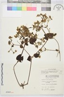 巴氏鐵線蓮藏品圖，第2張