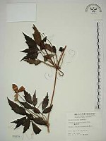 繡球藤藏品圖，第1張