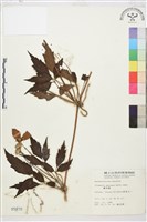 繡球藤藏品圖，第2張