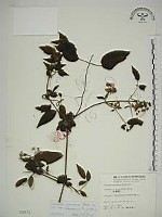 梨山小蓑衣藤藏品圖，第1張