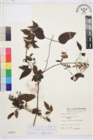 梨山小蓑衣藤藏品圖，第2張