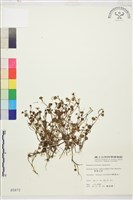 掌葉毛茛藏品圖，第1張