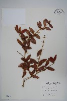 眠月小蘗藏品圖，第1張