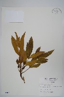 細葉十大功勞藏品圖，第1張