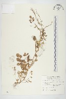 山芥菜藏品圖，第1張