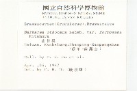 山芥菜藏品圖，第2張