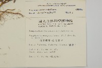 大籽當藥、巒大當藥藏品圖，第2張