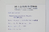 紫花鳳仙花藏品圖，第2張