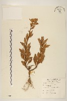 白頂飛蓬藏品圖，第1張